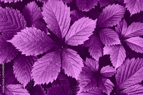 Bright purple grape leaves close-up. Beautiful artistic nature background