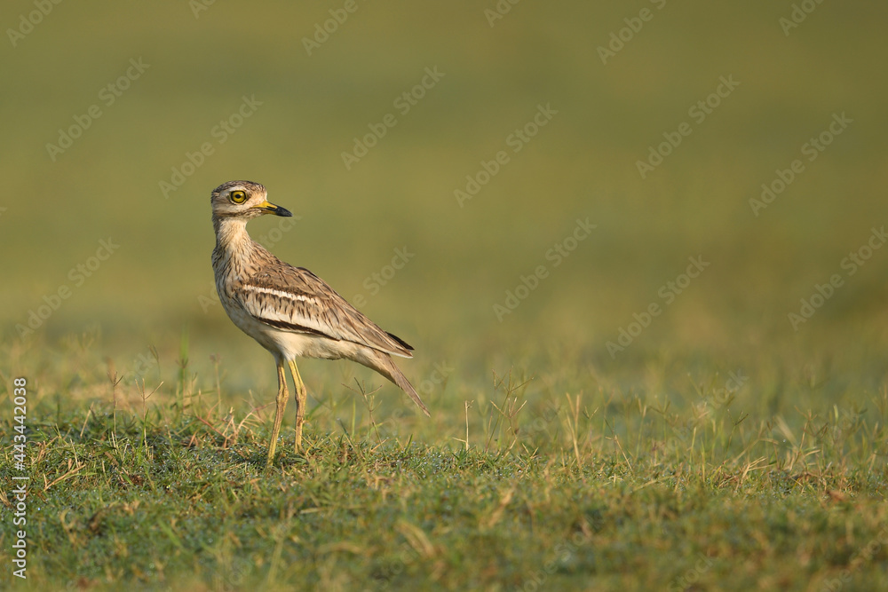 Indian stone-curlew