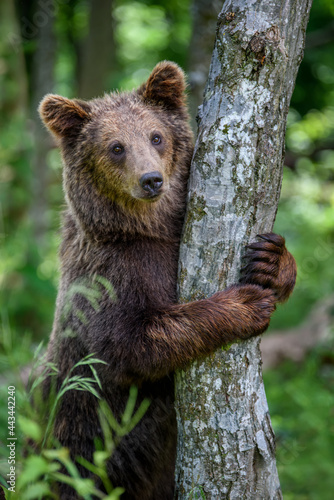 Wild Brown Bear leans against a tree in the summer forest. Animal in natural habitat. Wildlife scene