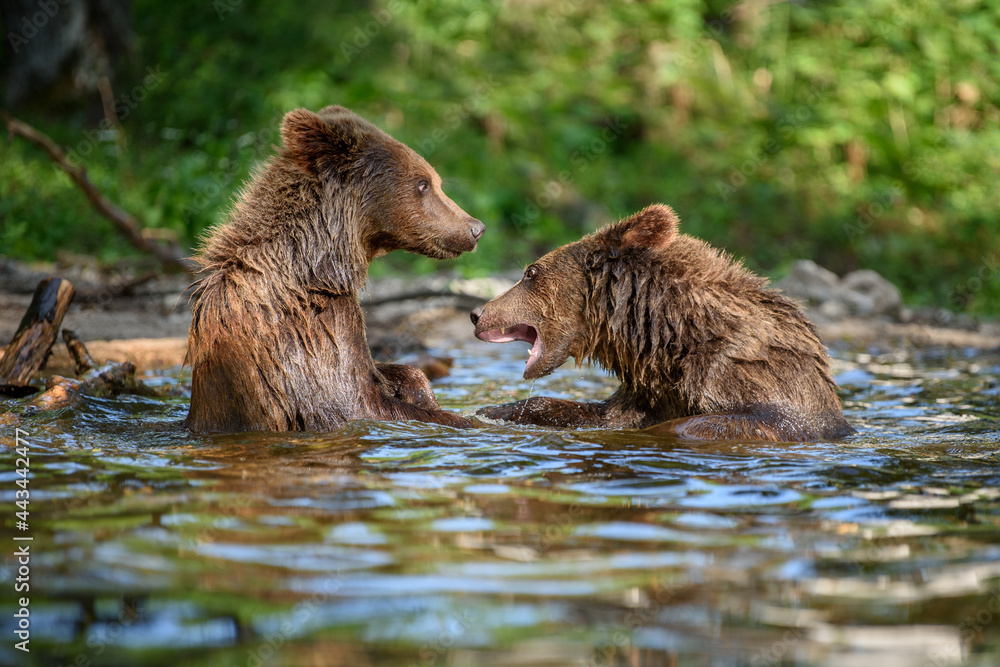Two Wild Brown Bear play or fight on pond in the summer forest. Animal in natural habitat. Wildlife scene Two Wild Brown Bear play or fight on pond in the summer forest. Animal in natural habitat. Wildlife scene