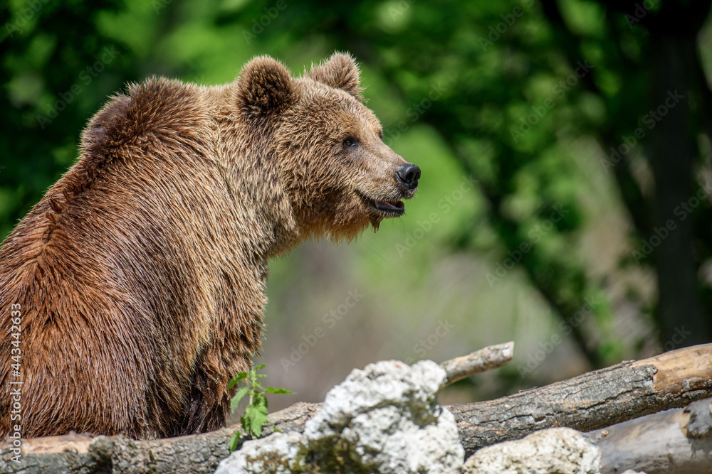 Wild Brown Bear in the summer forest. Animal in natural habitat. Wildlife scene Wild Brown Bear in the summer forest. Animal in natural habitat. Wildlife scene