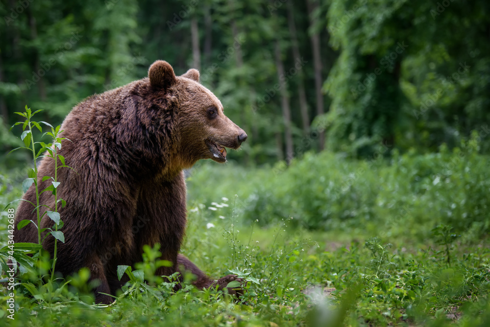 Wild Brown Bear in the summer forest. Animal in natural habitat. Wildlife scene Wild Brown Bear in the summer forest. Animal in natural habitat. Wildlife scene