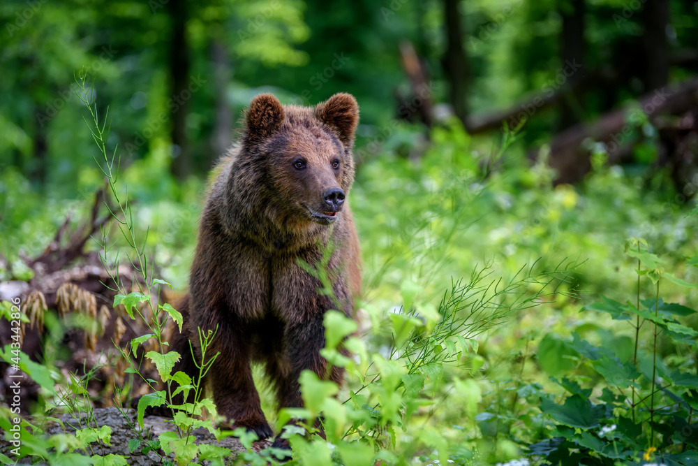 Wild Brown Bear in the summer forest. Animal in natural habitat. Wildlife scene