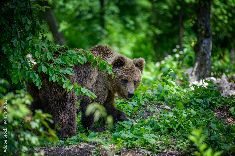 Wild Brown Bear in the summer forest. Animal in natural habitat. Wildlife scene Wild Brown Bear in the summer forest. Animal in natural habitat. Wildlife scene