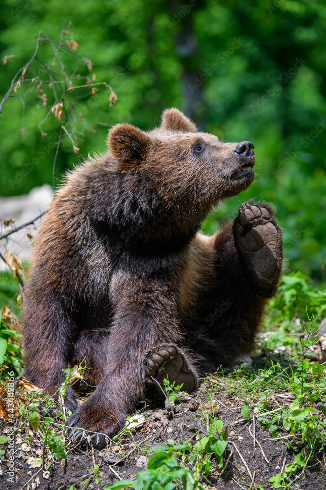 Wild Brown Bear in the summer forest. Animal in natural habitat. Wildlife scene