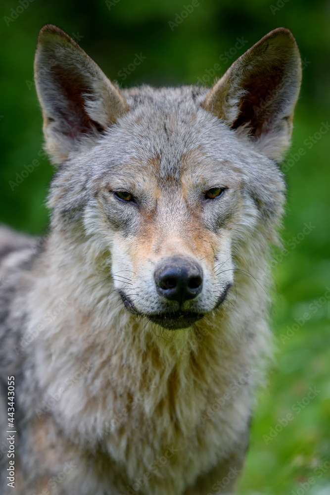 Wolf portrait in summer forest. Wildlife scene from nature Wolf portrait in summer forest. Wildlife scene from nature