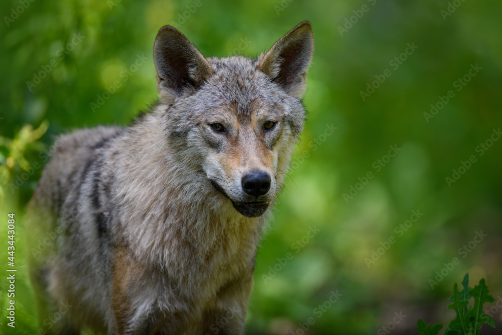 Wolf portrait in summer forest. Wildlife scene from nature Wolf portrait in summer forest. Wildlife scene from nature