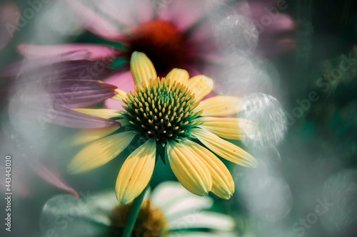 Kwiaty letnie - jeżówka żółta 