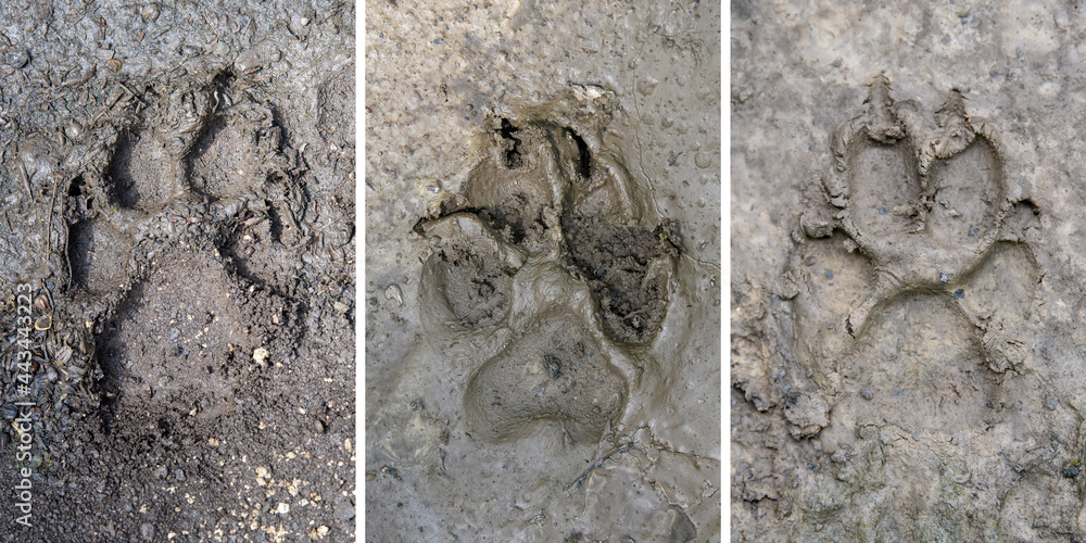 Naklejka premium Wolf, canis lupus, paw footprints in mud