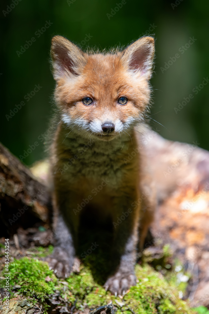 Red fox, vulpes vulpes, small young cub in forest. Cute little wild predators in natural environment Red fox, vulpes vulpes, small young cub in forest. Cute little wild predators in natural environment