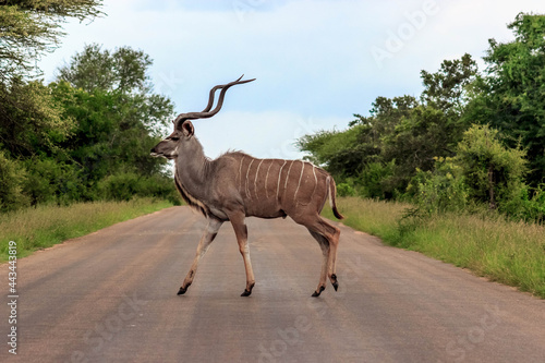 Kudu in the Kruger National Park photo