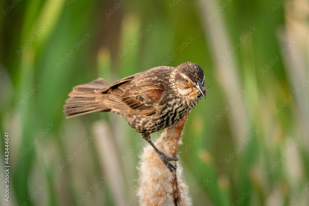 Female or Juvenile Red-Winged Blackbird sitting on a cattail with insect in beak. Female or Juvenile Red-Winged Blackbird sitting on a cattail with insect in beak.