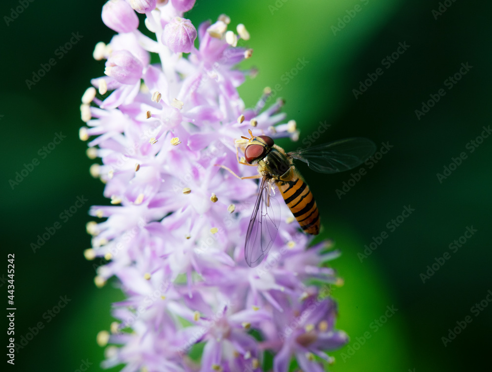 蜜を舐めにツルボの花にとまるホソヒラタアブ1 蜜を舐めにツルボの花にとまるホソヒラタアブ1