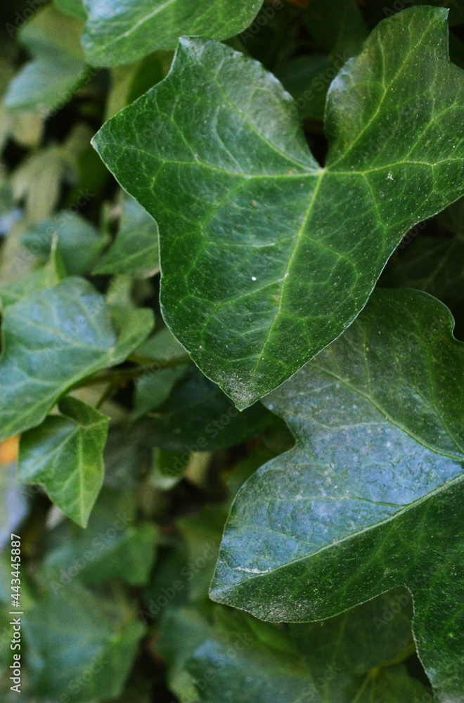 Green background photo of close up English Ivy leaves Green background photo of close up English Ivy leaves