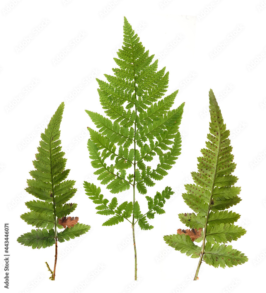 Obraz premium Green fern branch isolated on white background