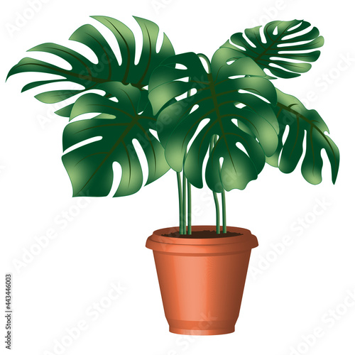 Painting of a monstera tree in an orange pot On a white background, vector work is used for design or print advertising.