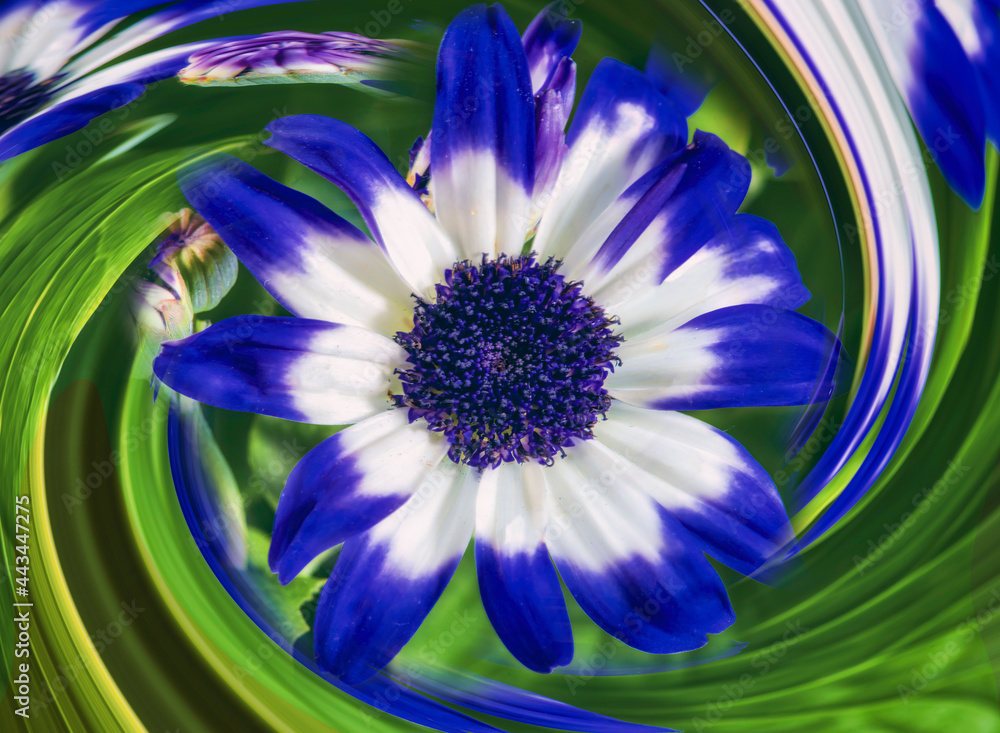 Obraz premium Senetti cineraria bloom with spiral background