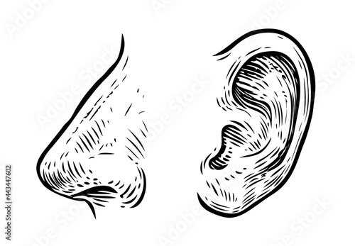 Human nose, ear sketch. Hand drawn illustration in vintage engraving style