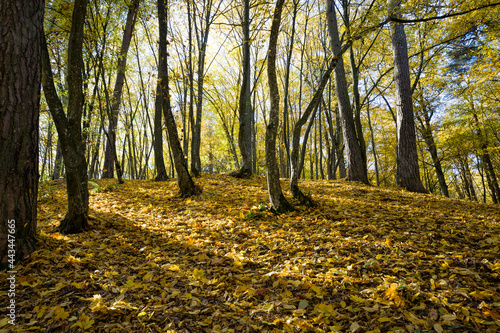 beautiful real nature before leaf fall