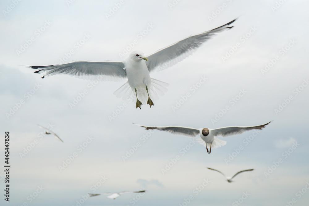 Obraz premium birds gulls a flock flying over the water of the sea