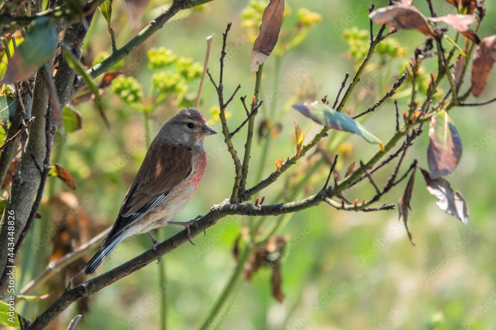 the common linnet a slim bird with a long tail named after their favourite food seed linseed the common linnet a slim bird with a long tail named after their favourite food seed linseed