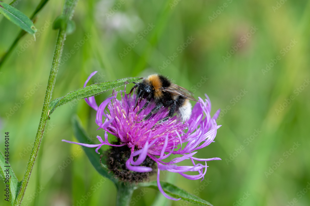 Close up image of a bumblebee on a clover flower