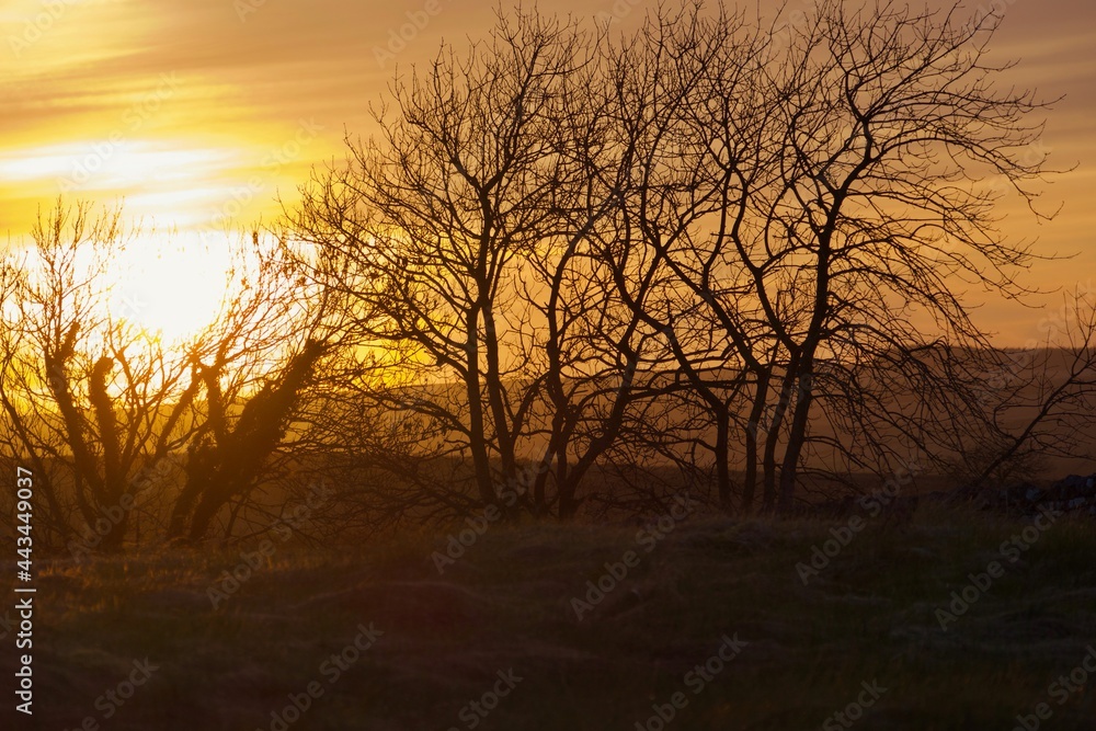 Orange sunset with foreground trees - northumberland Orange sunset with foreground trees - northumberland