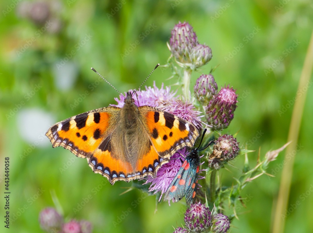Obraz premium Butterfly on thistle flower, Small Tortoiseshell
