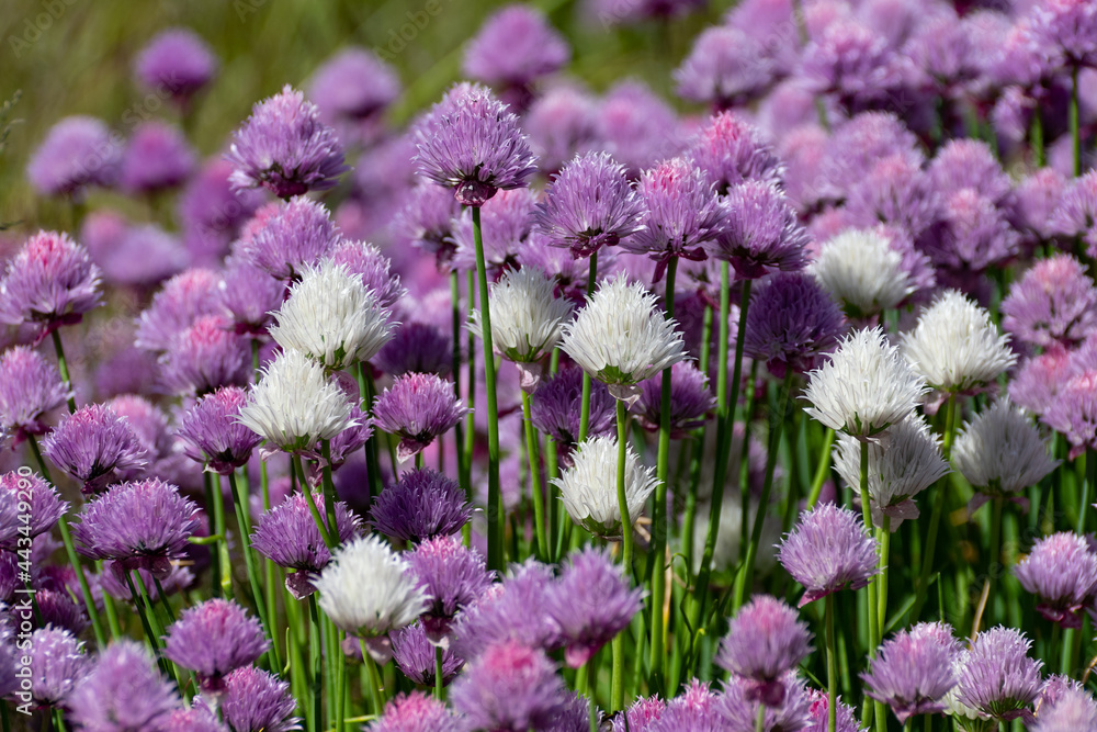 Obraz premium scene of white and purple chive flowers
