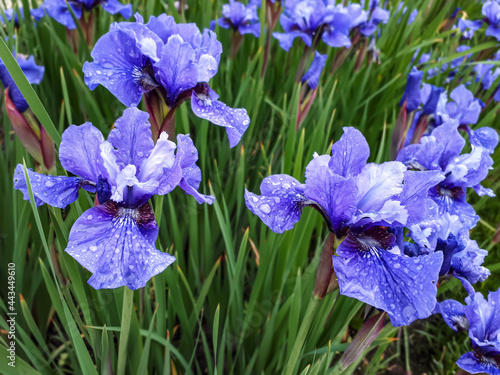 Blue irises on a green glade
