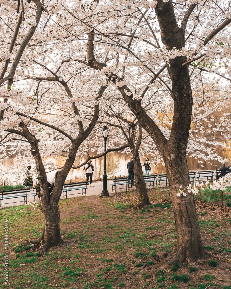 Cherry blossom trees at Cherry Hill, in Central Park, Manhattan, New York City Cherry blossom trees at Cherry Hill, in Central Park, Manhattan, New York City