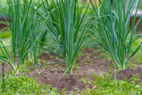 spring onions in the garden of the farmyard