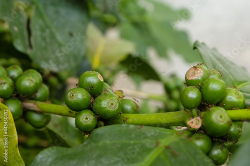 unripe coffee beans  green  background image