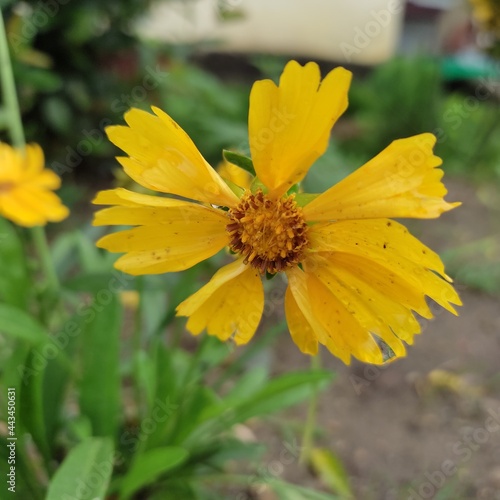 yellow flower in the garden