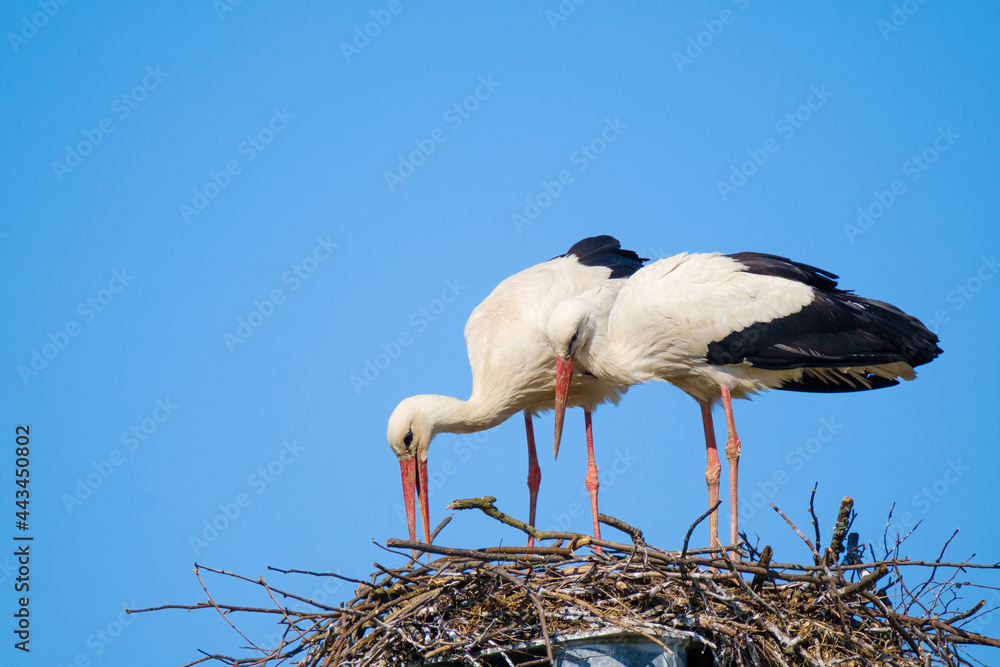 Fototapeta premium Couple of storks building nest together
