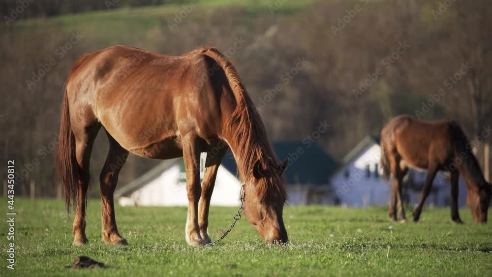 Horses are eating fresh grass against the backdrop of village houses. Rustic romance. Livestock. 4K UHD Horses are eating fresh grass against the backdrop of village houses. Rustic romance. Livestock. 4K UHD