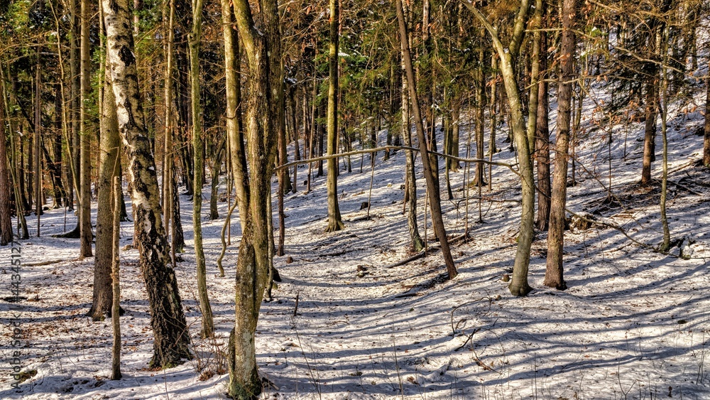 Obraz premium forest in winter