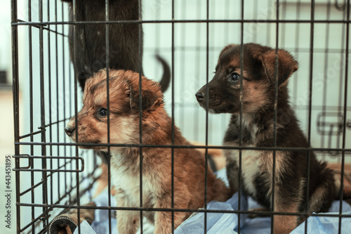 Fotografía two young puppies in a cage, animal shelter