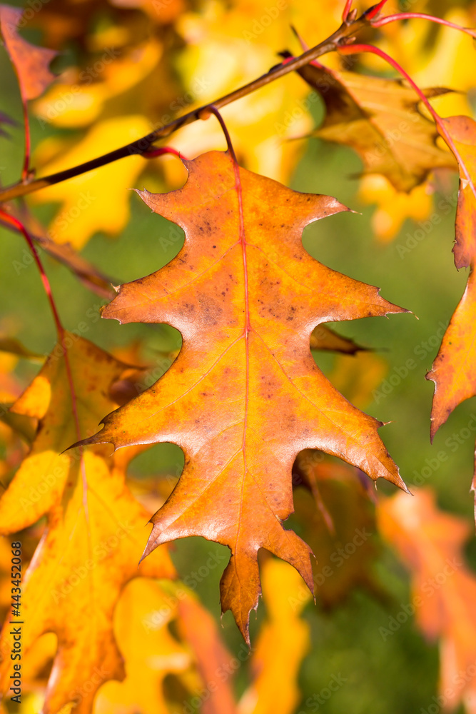 Fototapeta premium an oak that changes color