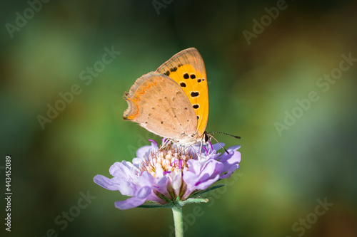 Butterfly on a flower - France