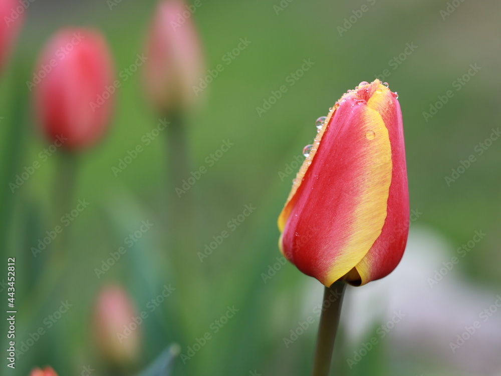 zolto czerwony tulipan - obrazy, fototapety, plakaty 