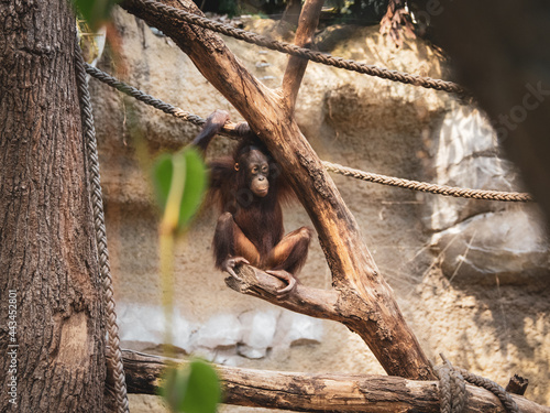  young orangutan climbs around in a zoo photo