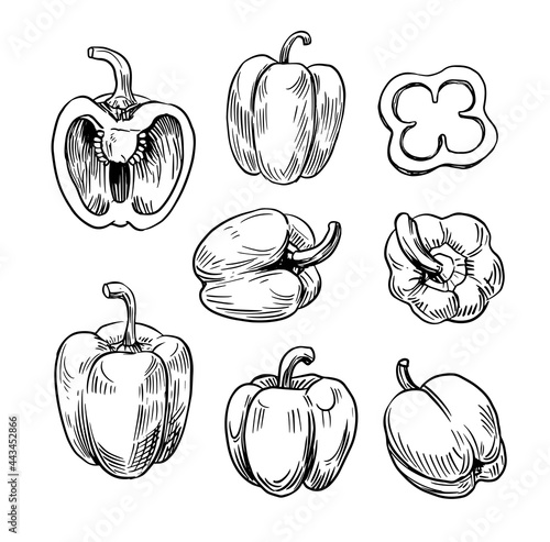Pepper, paprika.  hand drawn vector set. sketch style, Isolated