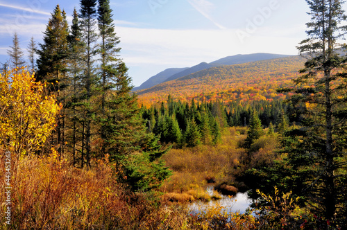 Vibrant autumn colors in White Mountains of New Hampshire. Scenic view of colorful hardwood trees, tall evergreens, and Mount Rosebrook near Bretton Woods.
