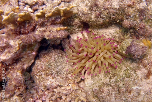Closeup of a purple tipped sea anemone on the bottom of the ocean