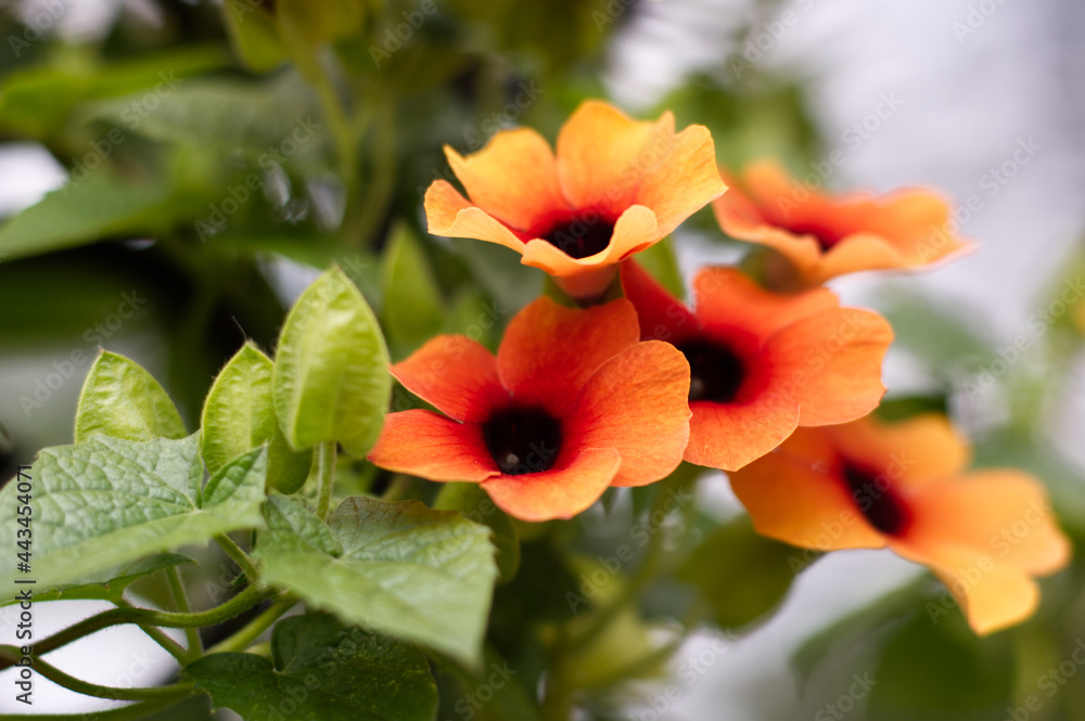 Macro of a group of black-eyed susan vines