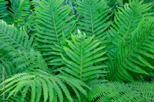 Bright green background from beautiful fern leaves. Latin name Polypodi  phyta