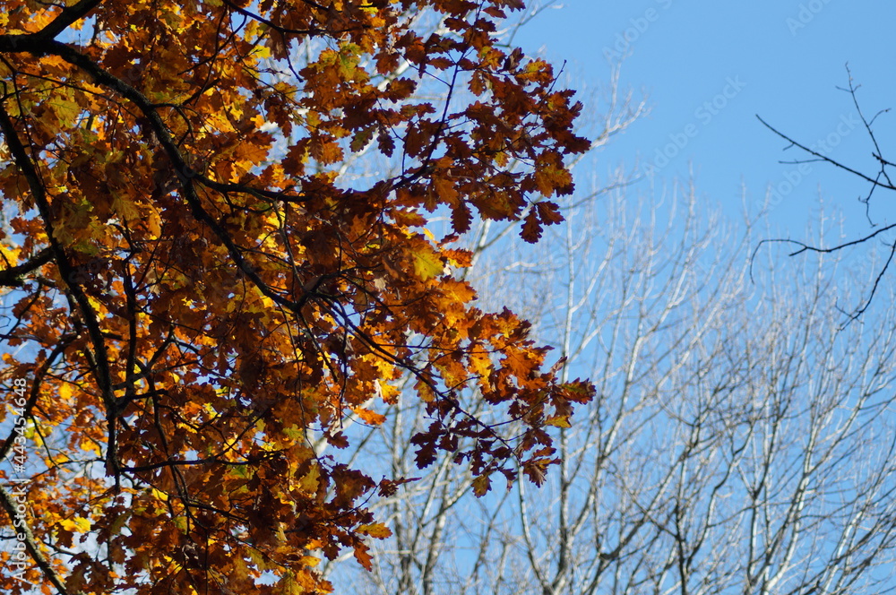 Baum mit orangenen roten  Blättern