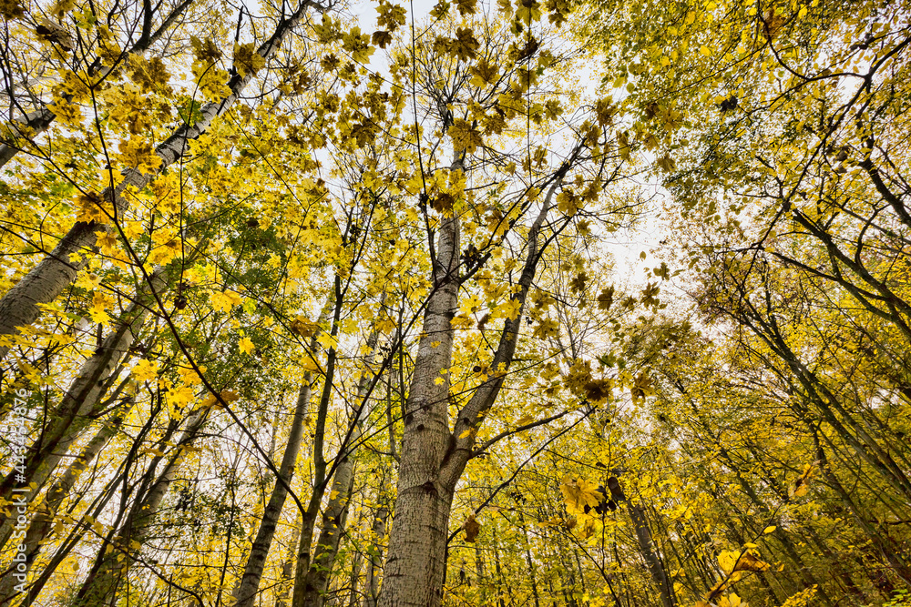 yellow autumn foliage yellow autumn foliage