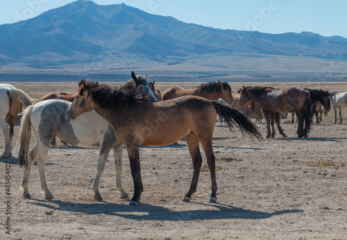 Wild Horses in Summer in the Utah Desert